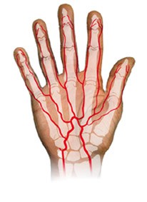 RPM-IDF-PATHOLOGIES-Main-Anatomie-arteres-2 RPM-IDF-PATHOLOGIES-Main-Anatomie