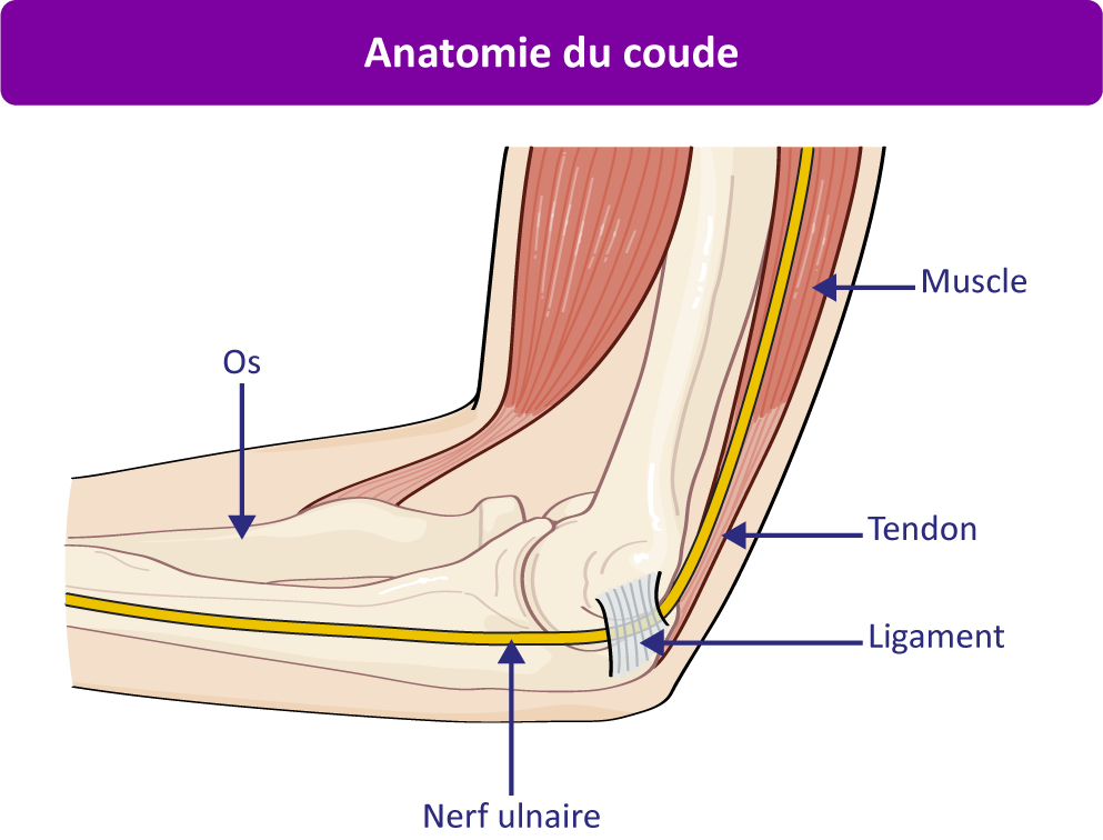 Anatomie du coude
